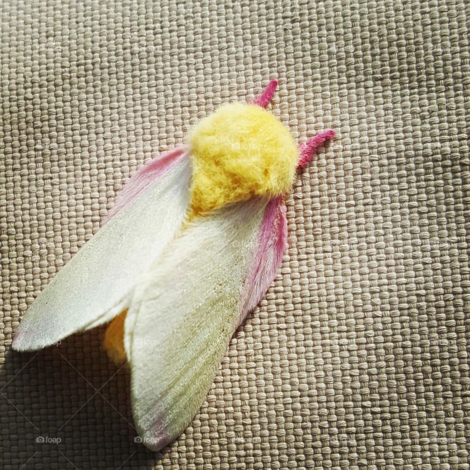 fuzzy moth