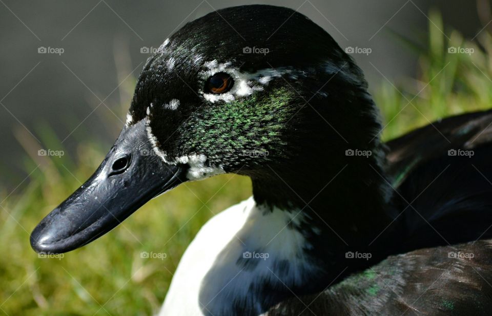 Close-up of duck