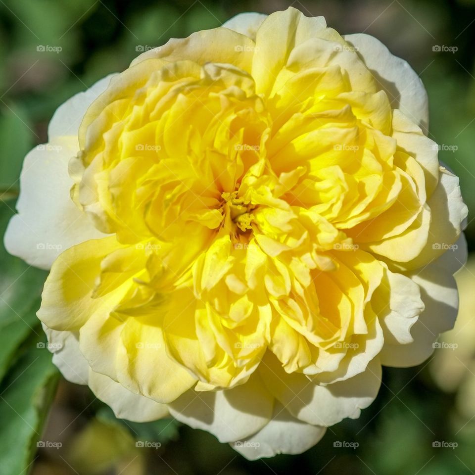 Double yellow rose