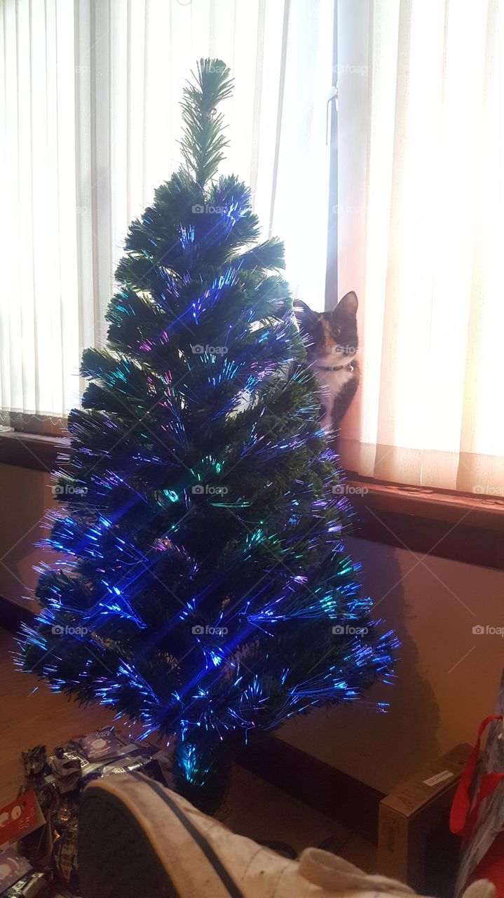 Cat and a Christmas tree