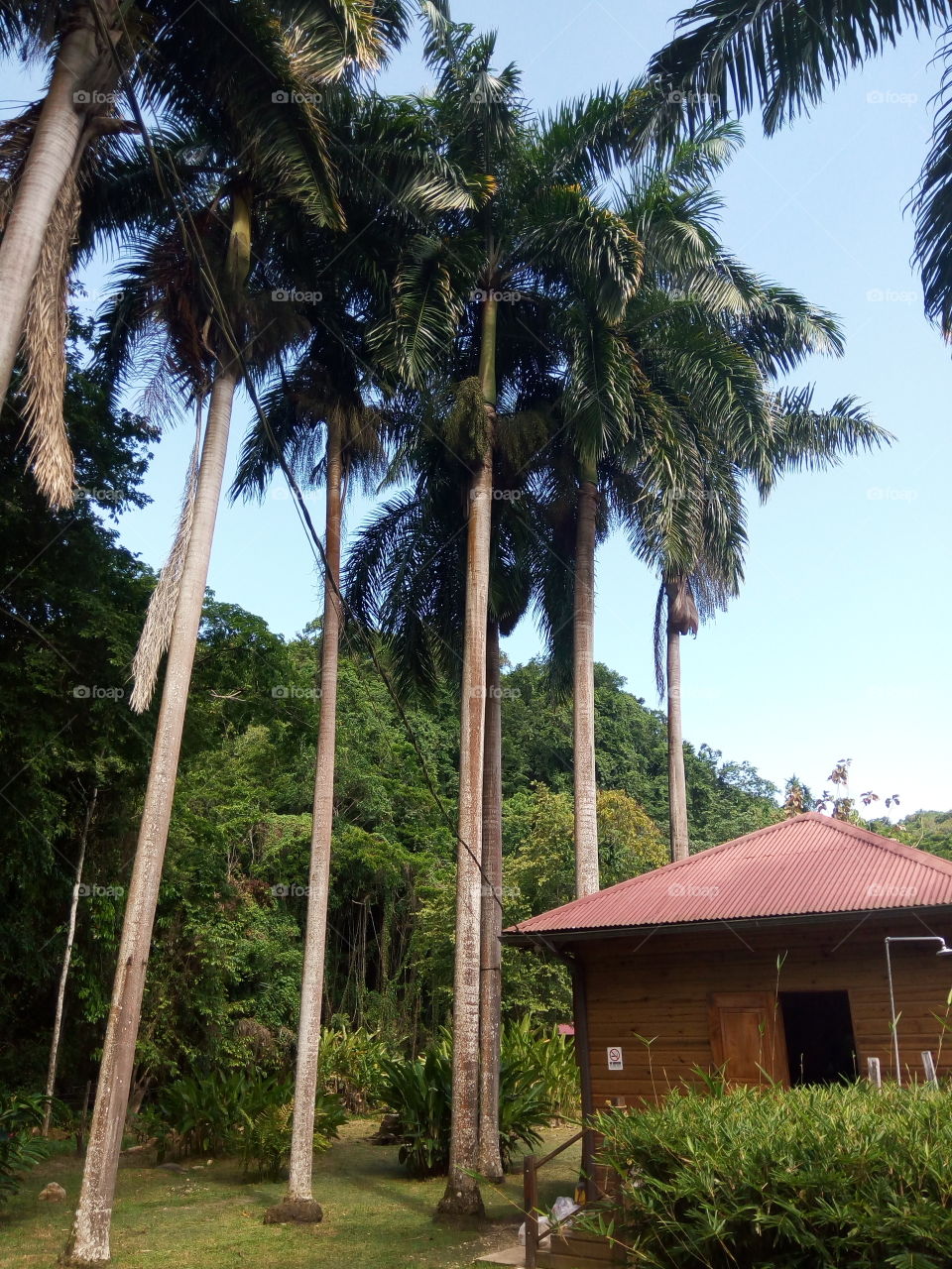 Tree, Palm, No Person, Tropical, Travel