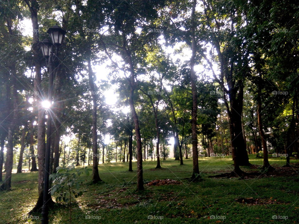 As the light touches the forest