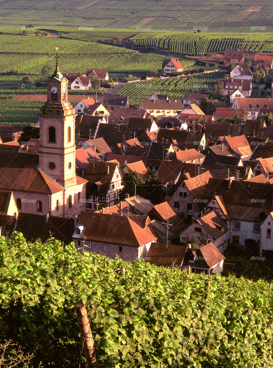 Vineyards Alsace France 