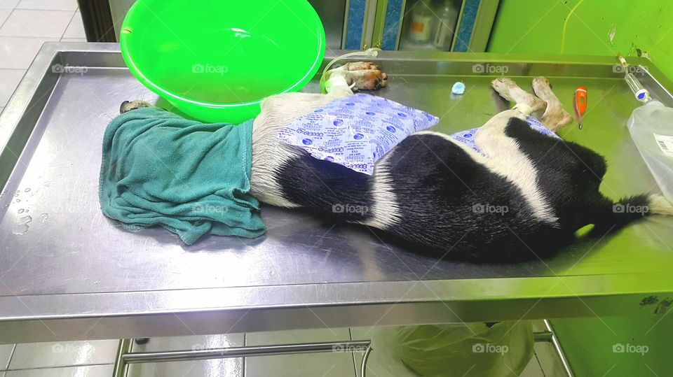 Sick dog lying down on stainless steel bed in emergency room of dog. Because of high fever temperature , water cloth on head and ice bag on body.