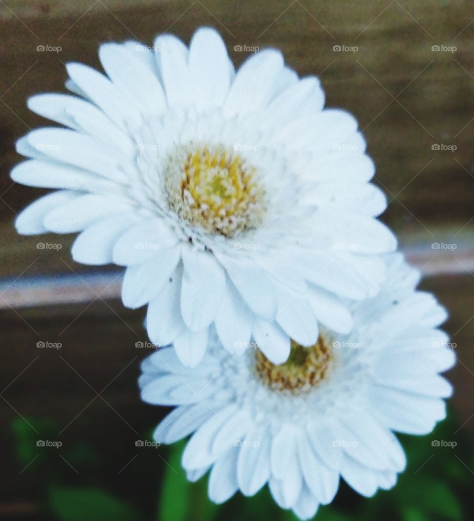 two blossomed white daisy flower
