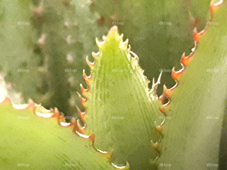 Close up of pineapple leaf