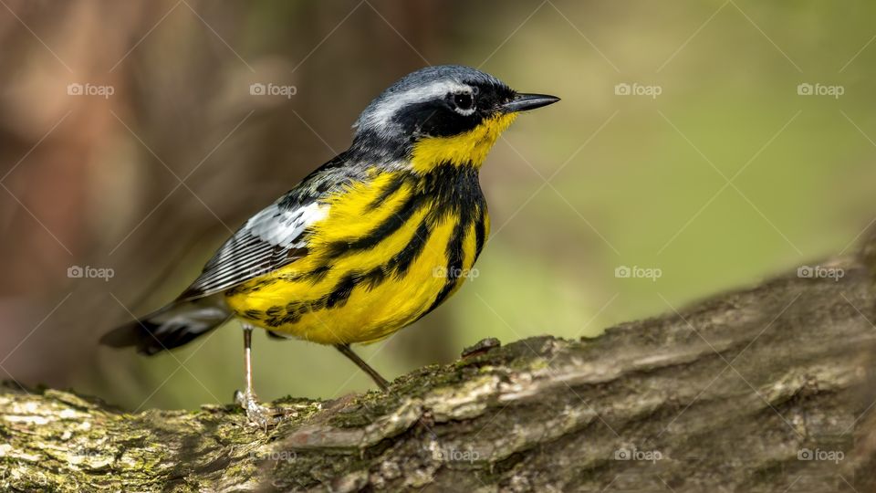 Magnolia Warbler shot off the Boardwalk during Spring migration at Magee Marsh Wildlife Area in Oak Harbor, Oh