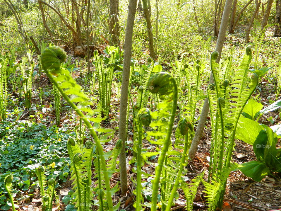 Curly green plants in the forest
