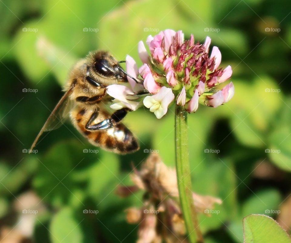 Bee on a clover flower. 