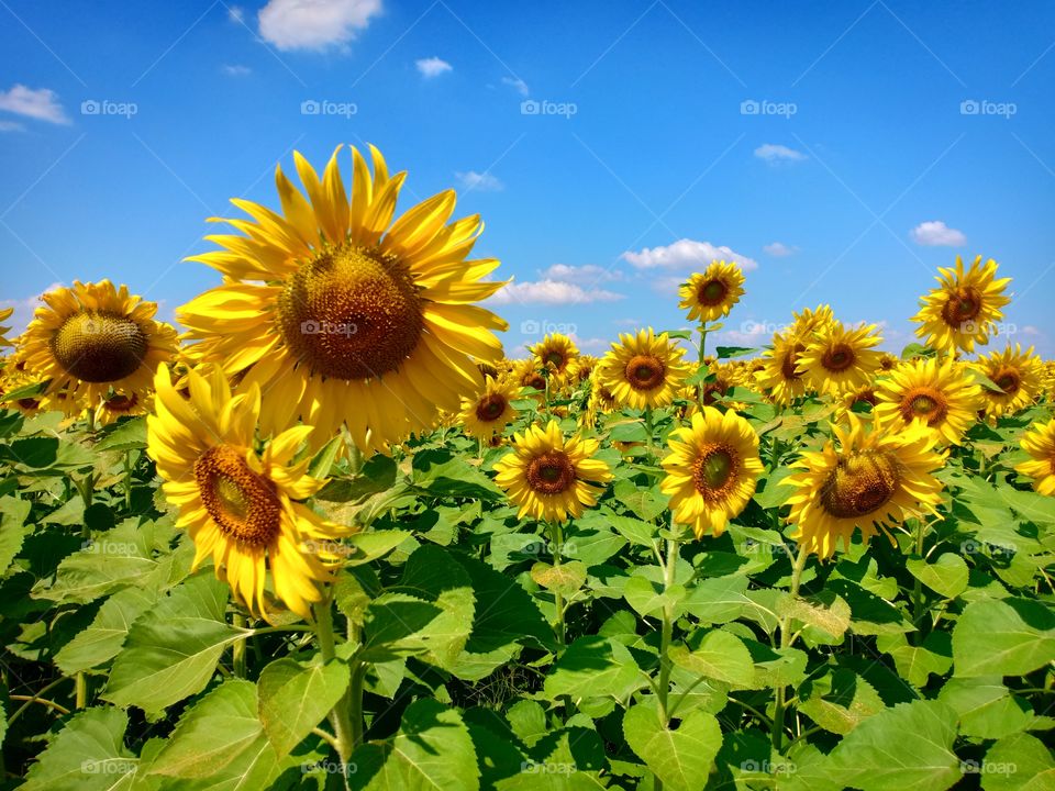 sunflower with blue sky