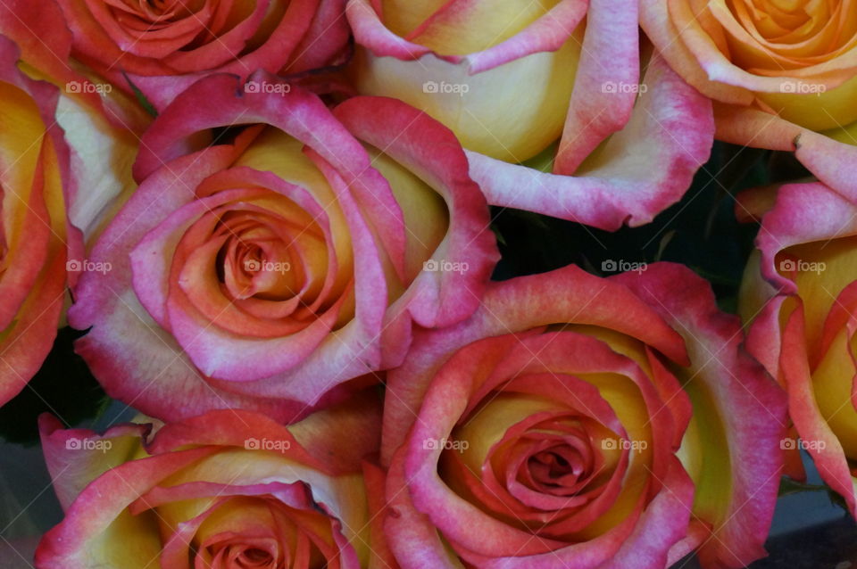 Colorful roses