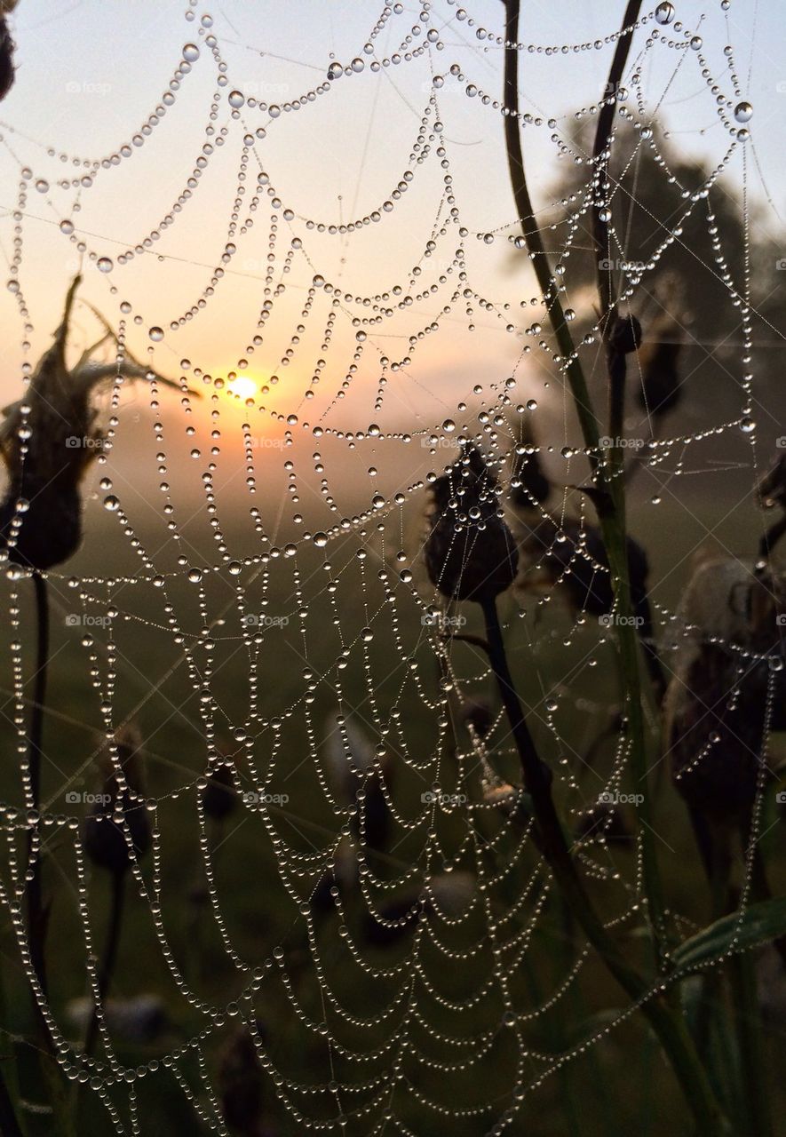 Sunrise through a spider web