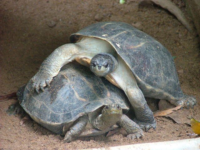 Turtle