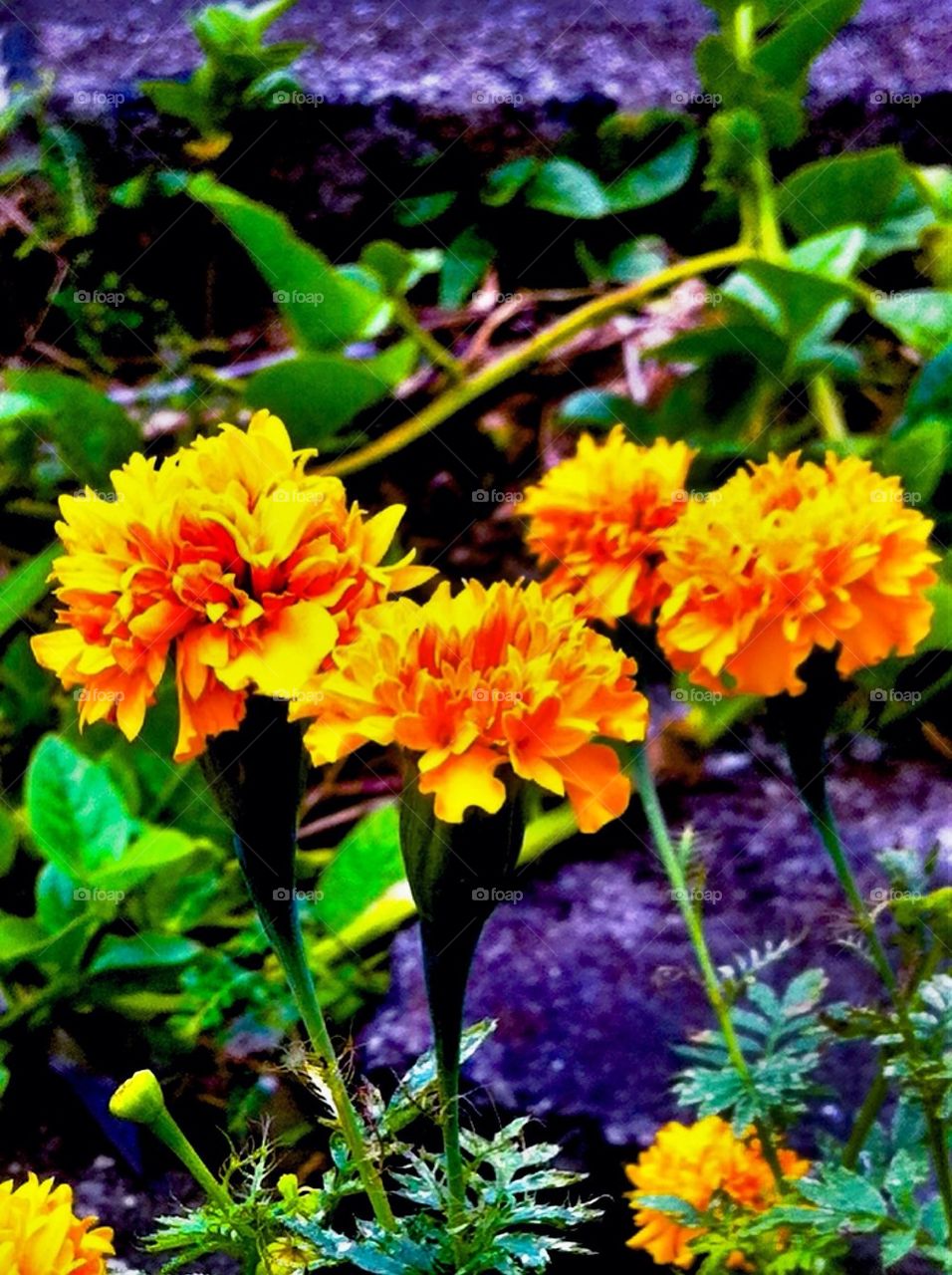 Marigold flowers