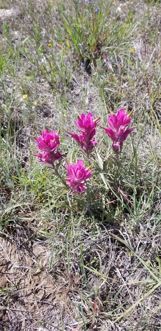 I drove all over looking for some of these to photograph last spring. These are the prairie paintbrush or the purple paintbrush, Castilleja purpurea.