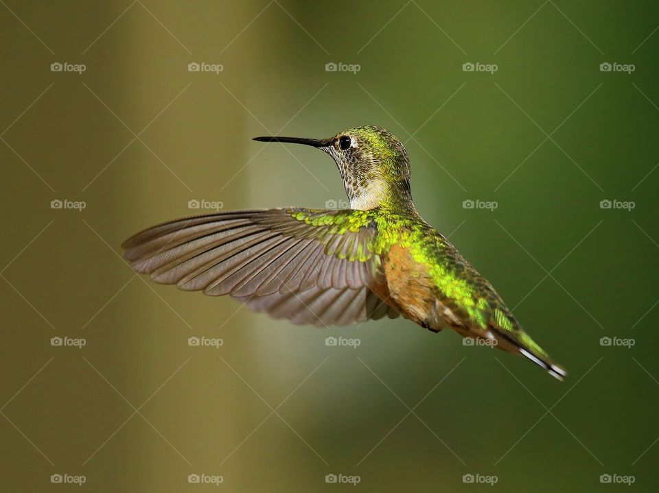 hummingbird in flight