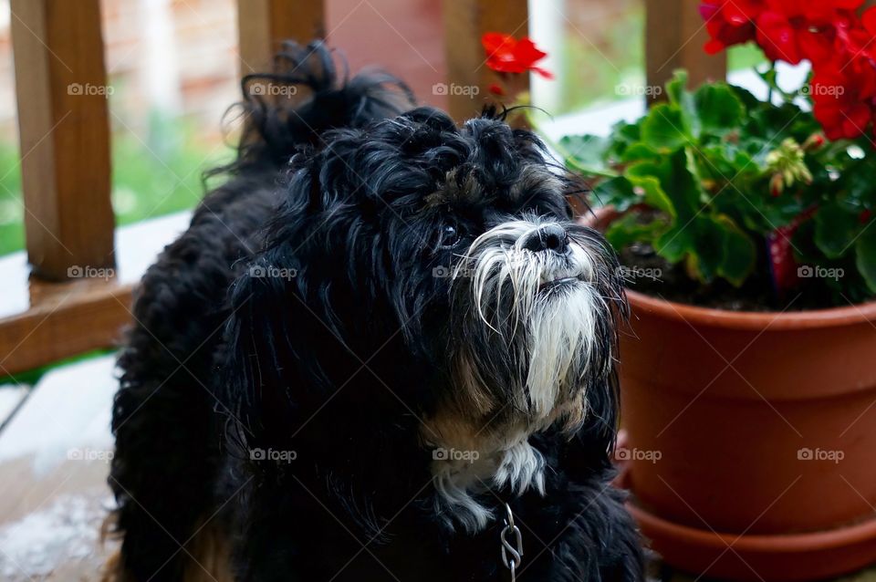 Dogs. Zanna & Flowers