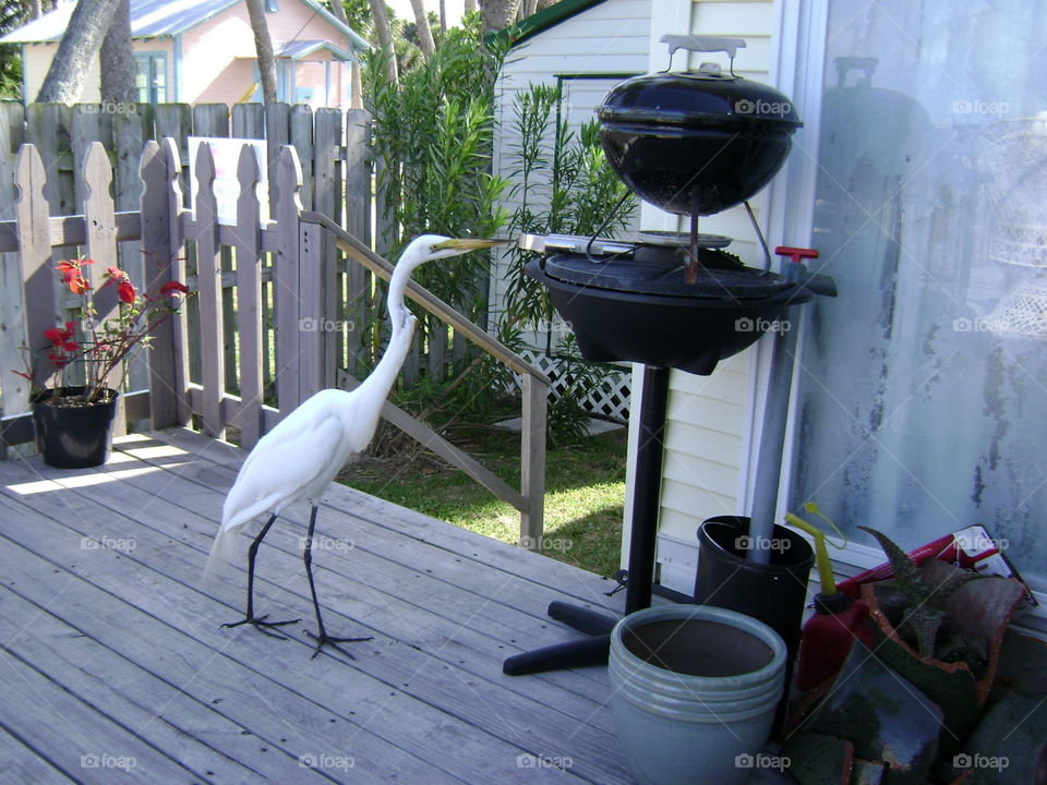 what's for dinner?. white egret barbecuing? 