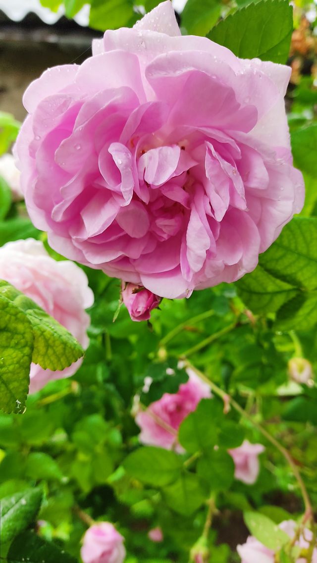 colour pink