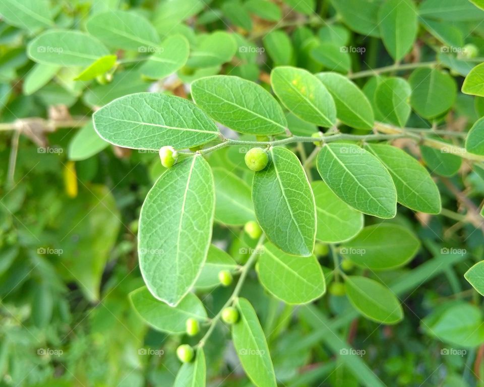 Wild plant fruit on tree