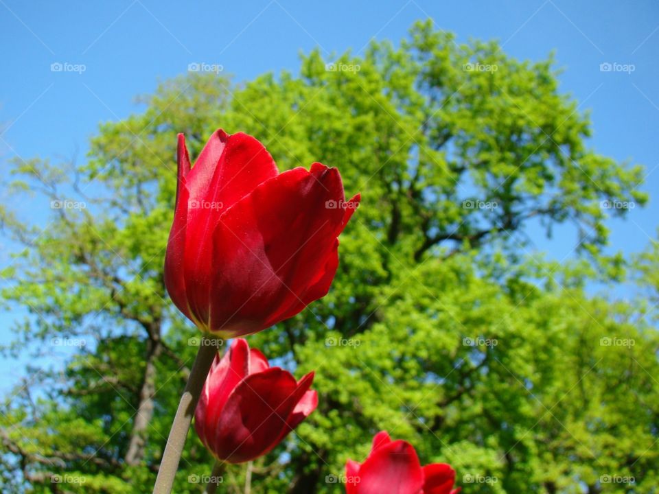 Spring red tulips