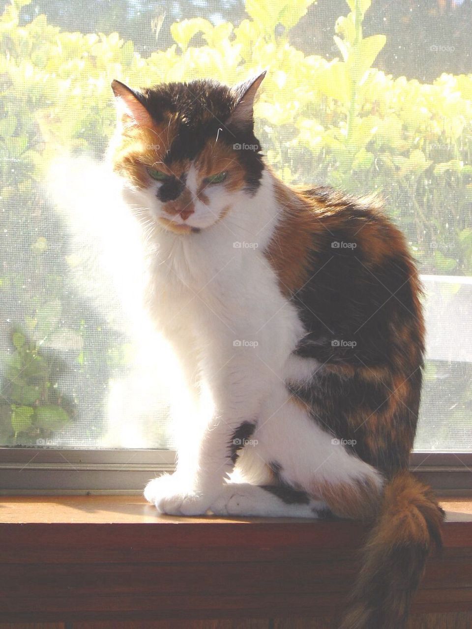 Calico cat sitting in sunshine