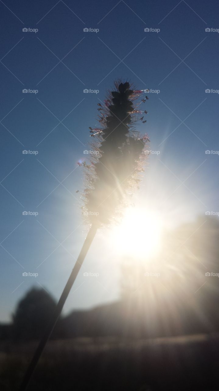 sunrise & grass seed