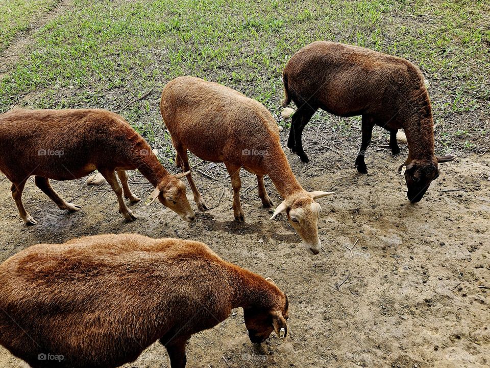 Sheep bleating and grazing outdoors