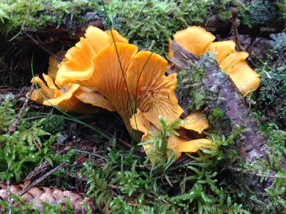 Chantarelle