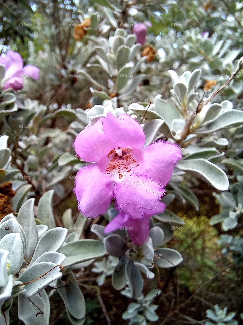 Leucophyllum candidum