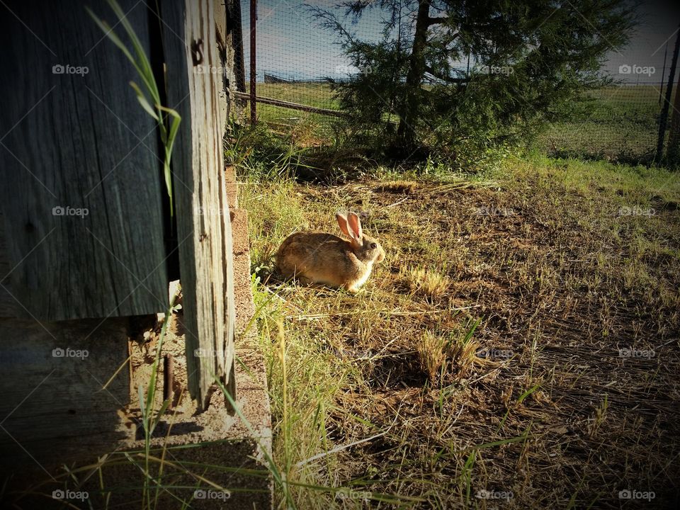 Bunny in the Sun