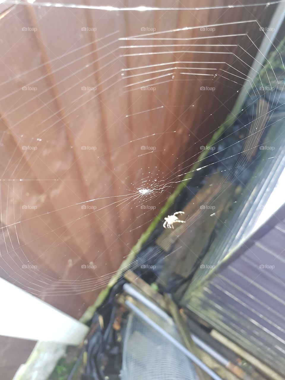 Spider building a Web