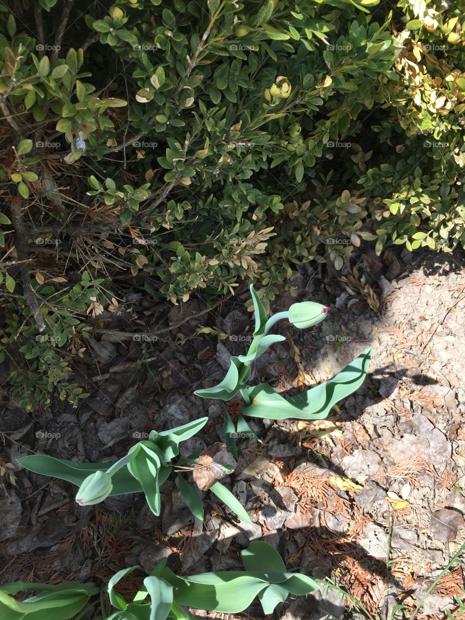 Budding and Blooming Red Tulips