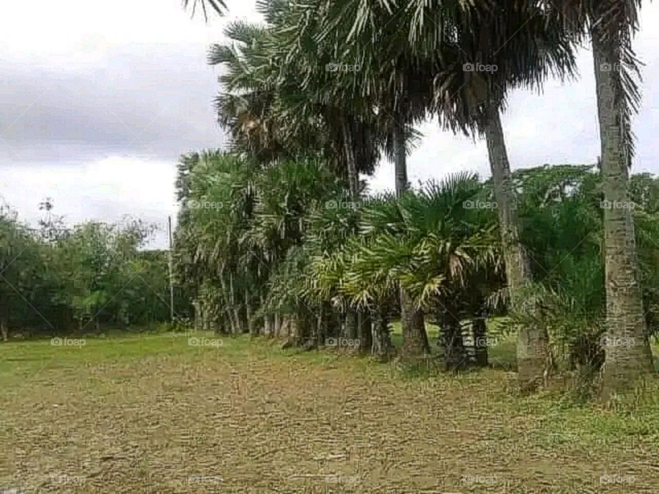 A most beautiful and attractive view in the farm.