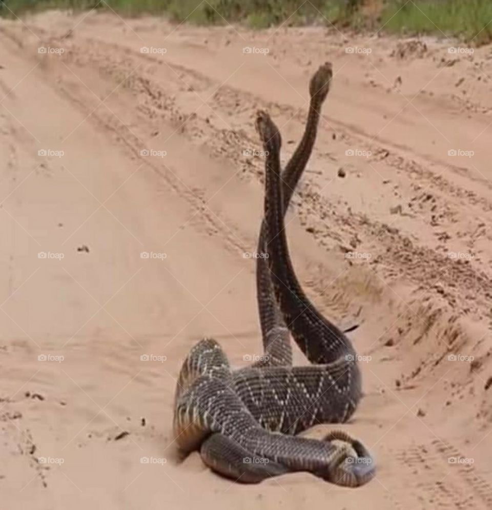 Snake that is mating