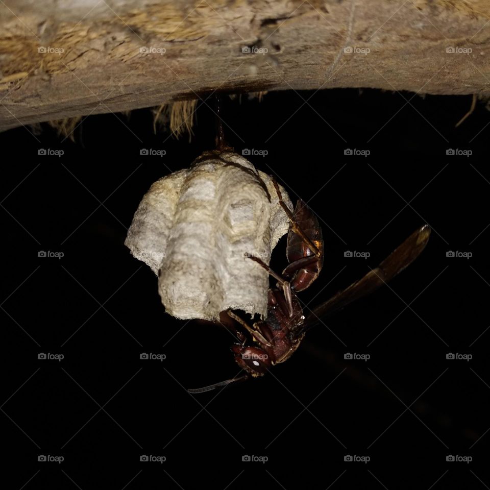 A big wasp landed in his house