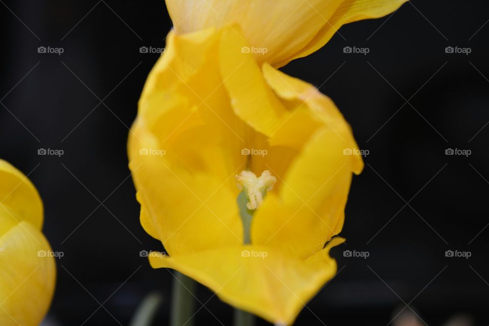 yellow tulip