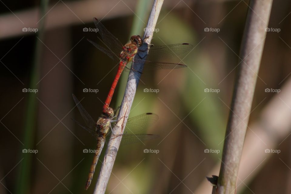 Dragonflies on the tree branch