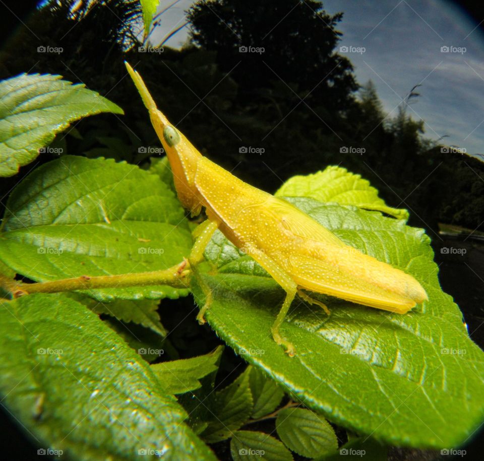 Young Grasshopper 