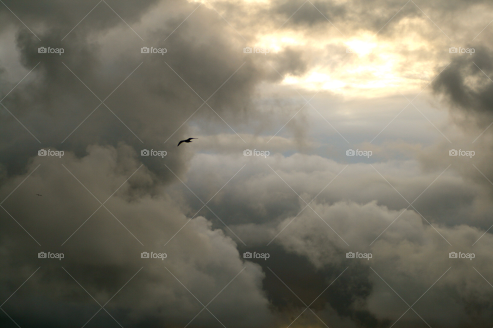 Bird flies through clouds. Cloudy sunset with bird