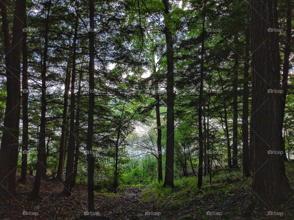 looking out through the trees into the water