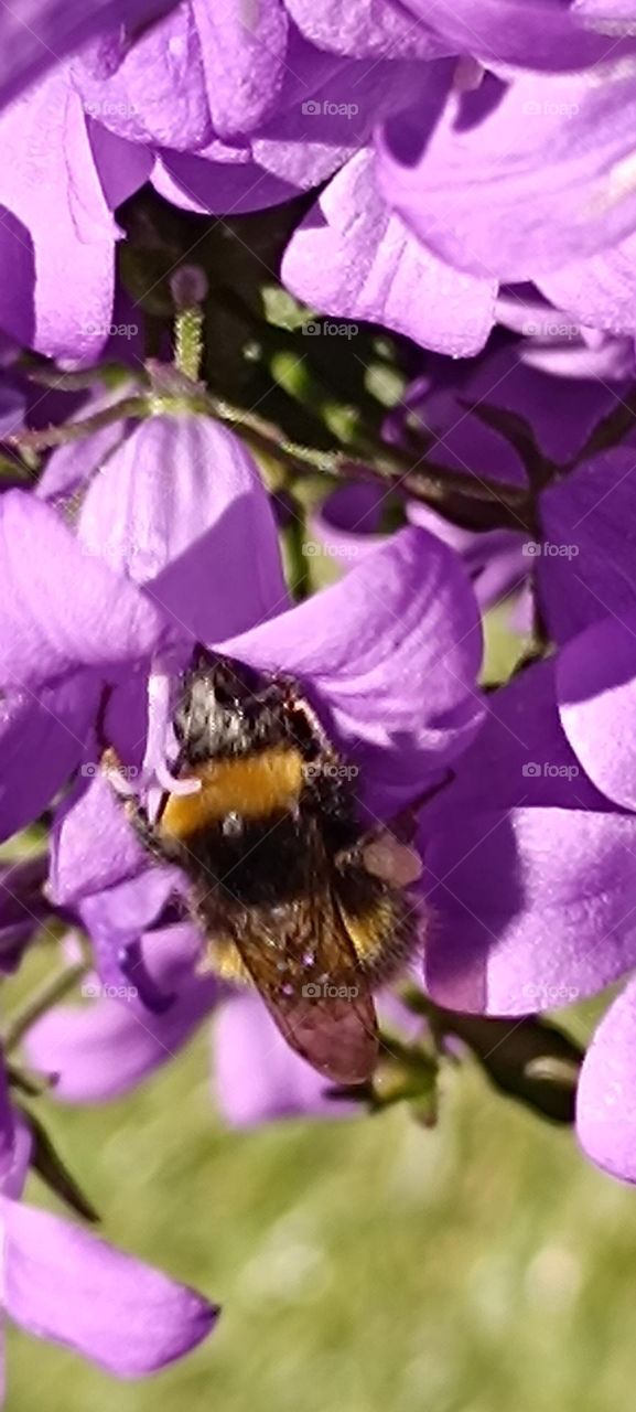Bee and bumblebee foraging
