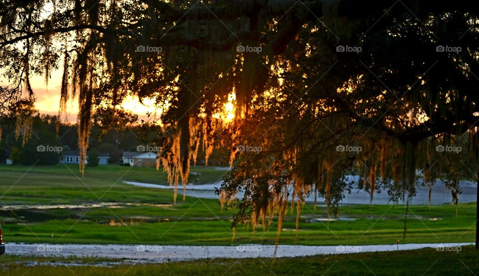 Tree, No Person, Landscape, Park, Outdoors