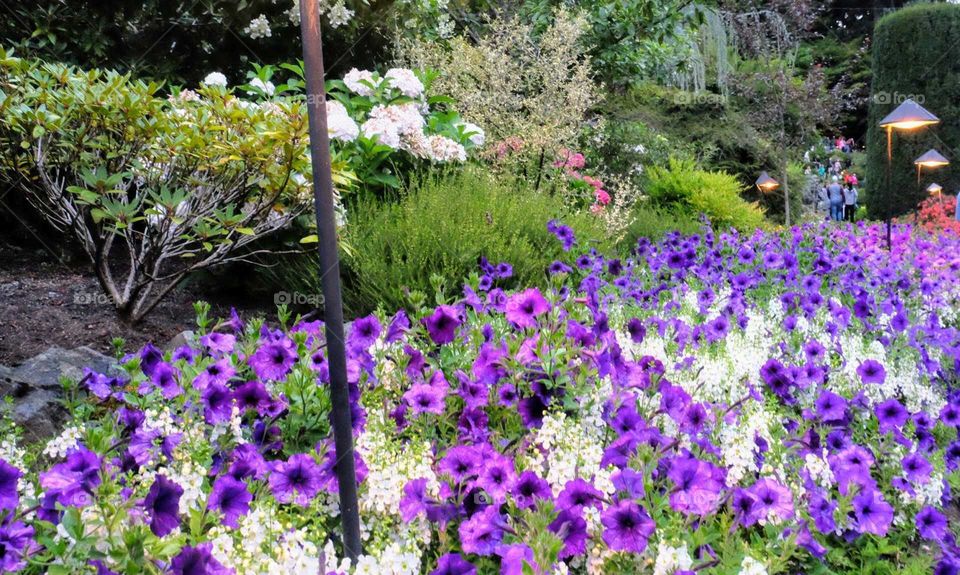 Butchart Gardens