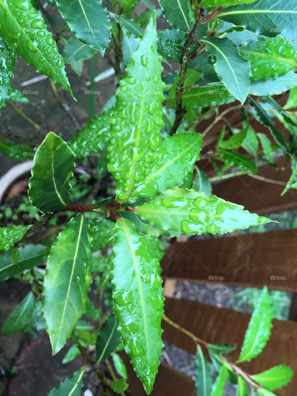 Wet green bay tree leaves after foggy rain, in the garden next to a wooden fence 