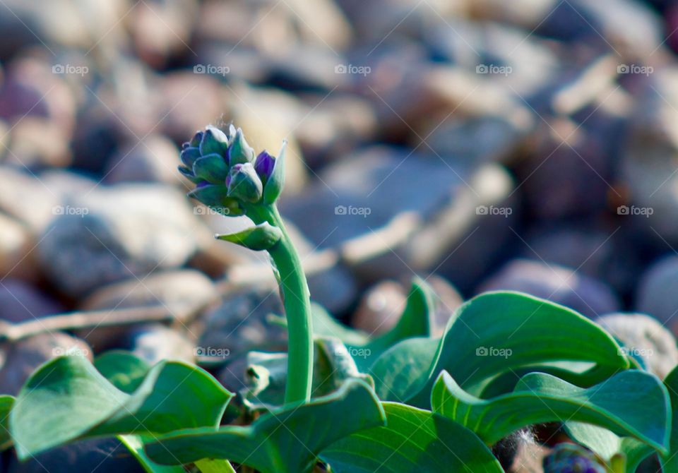 Blue Mouse Ears Plantain Lily / Hosta bud