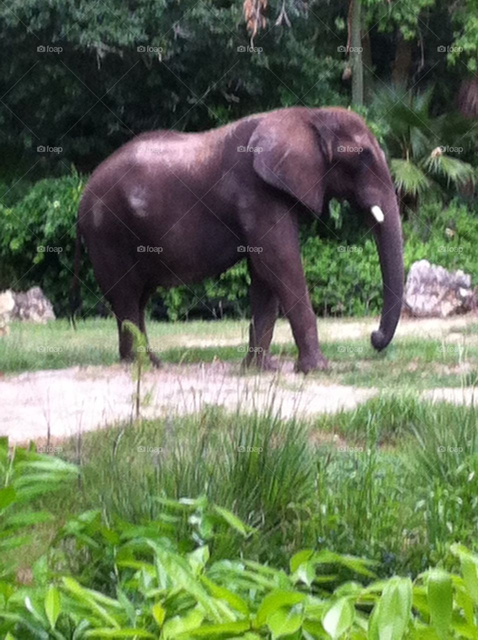 Elephant Grazing