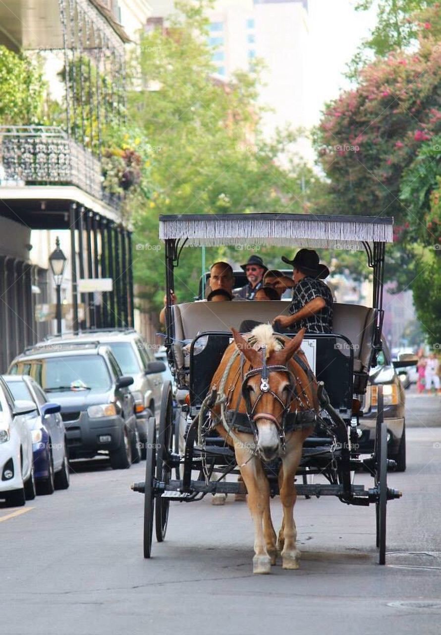 Carriage Ride