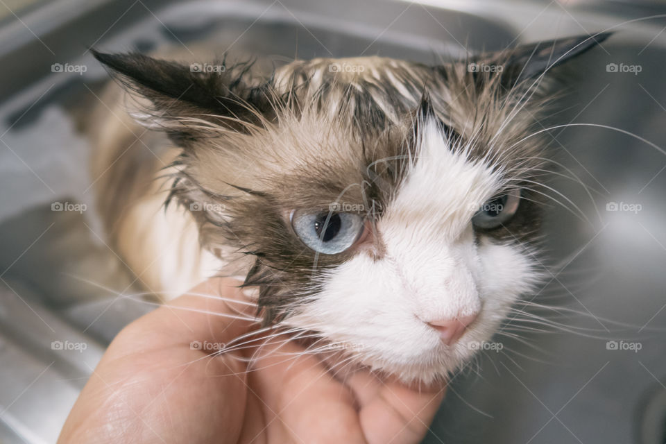 Ragdoll cat enjoys shower 