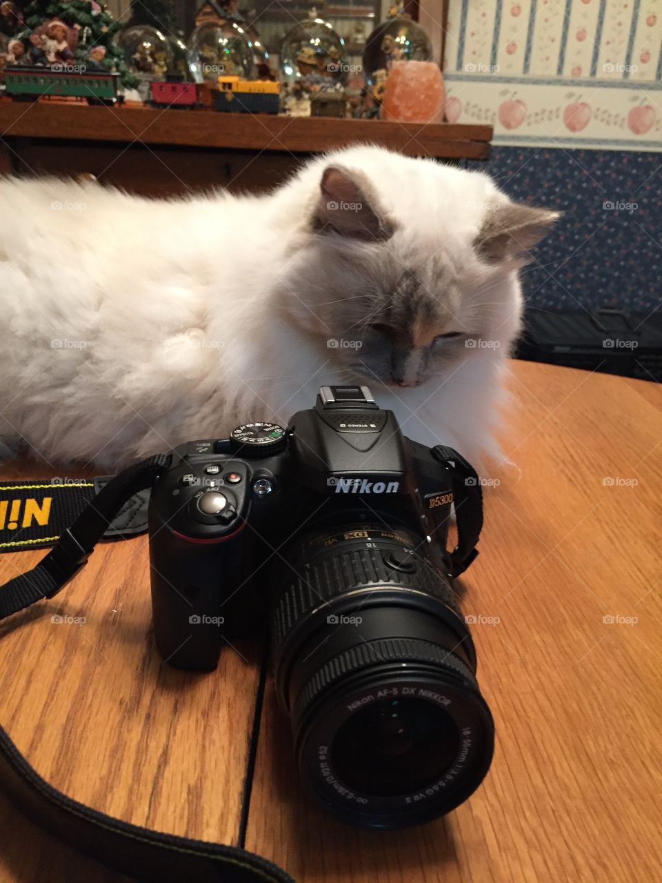 Ragdoll cat and camera